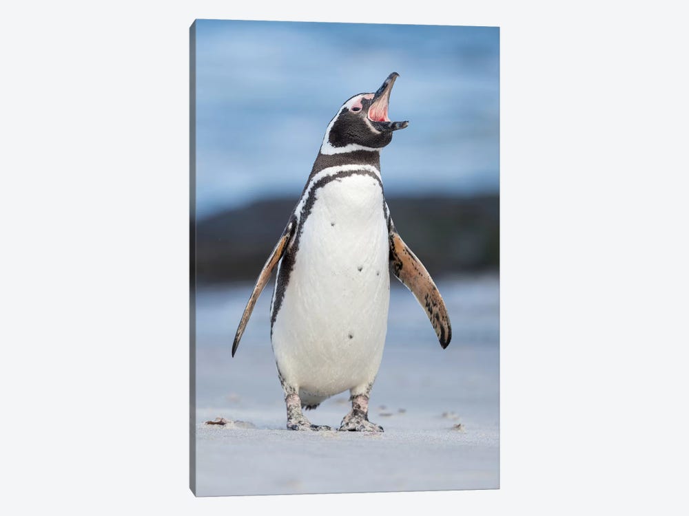 Magellanic Penguin, Falkland Islands. by Martin Zwick 1-piece Art Print
