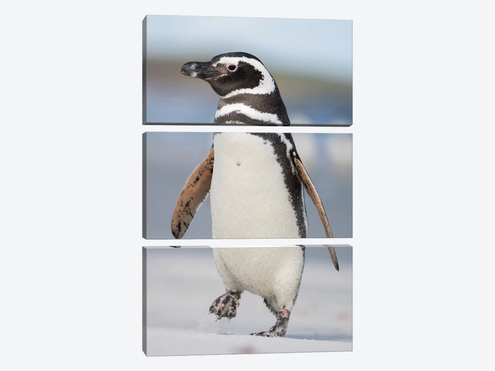 Magellanic Penguin, Falkland Islands. by Martin Zwick 3-piece Canvas Artwork
