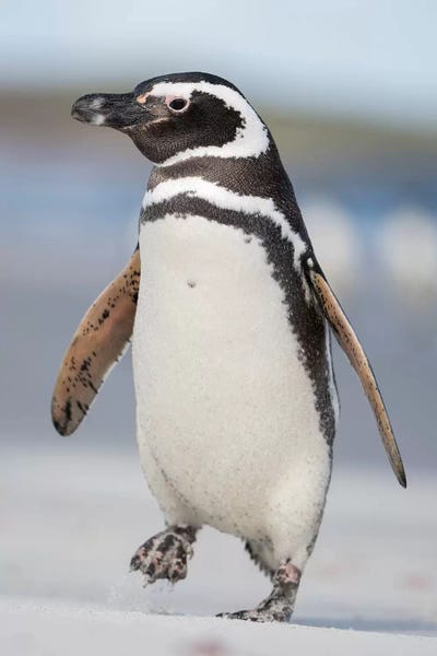 Magellanic Penguin Falkland Islands Ver. VII