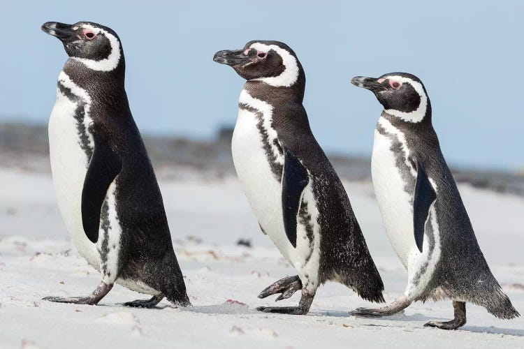 Magellanic Penguin, Falkland Islands.