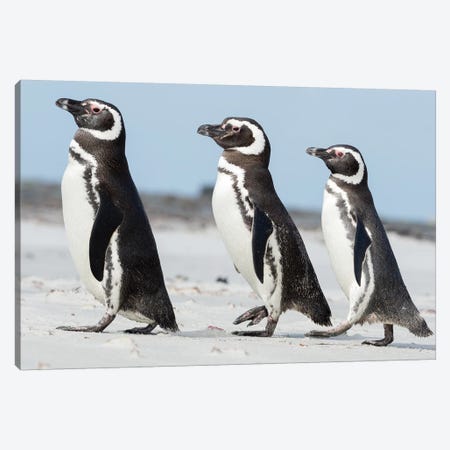 Magellanic Penguin, Falkland Islands. Canvas Print #MZW273} by Martin Zwick Canvas Print