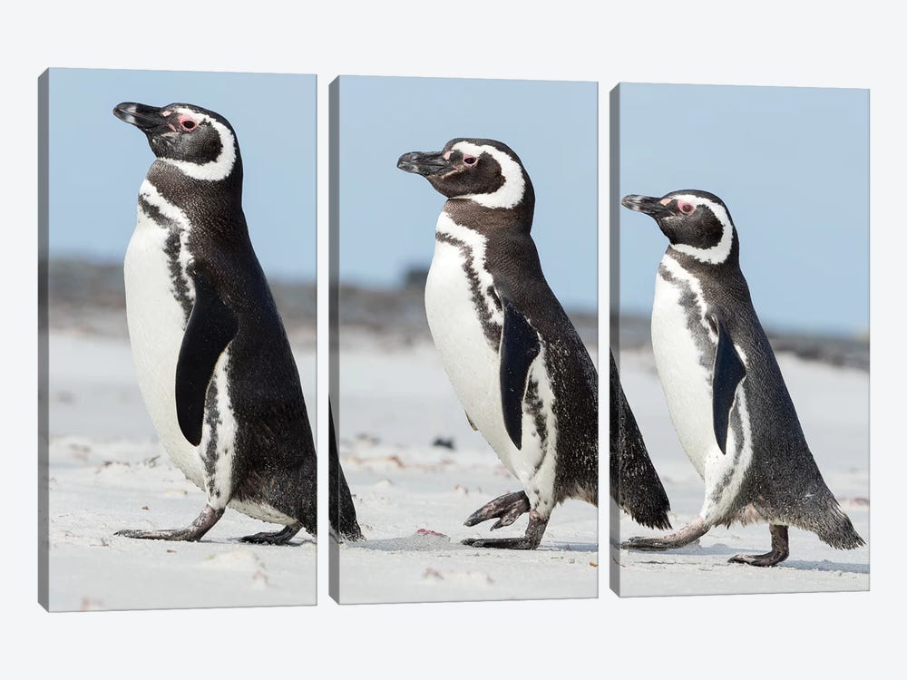 Magellanic Penguin, Falkland Islands. 3-piece Art Print