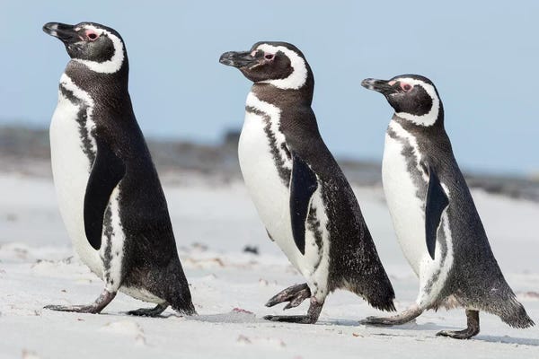 Penguins: Magellanic Penguin, Falkland Islands. by Martin Zwick