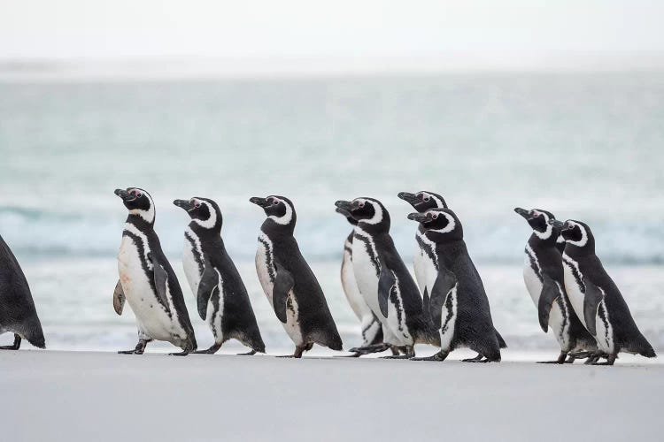 Magellanic Penguin, Falkland Islands.