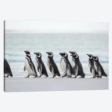 Magellanic Penguin, Falkland Islands. Canvas Print #MZW274} by Martin Zwick Canvas Artwork