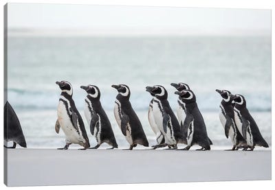 Magellanic Penguin, Falkland Islands. Canvas Art Print - Penguin Art