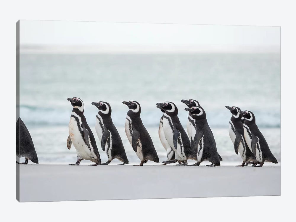 Magellanic Penguin, Falkland Islands. 1-piece Canvas Artwork