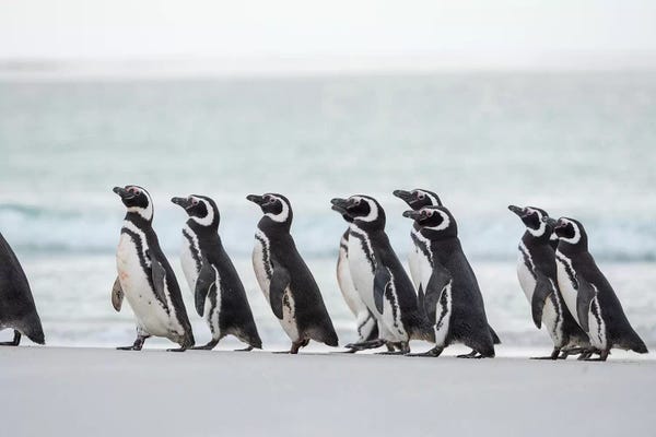Martin Zwick: Magellanic Penguin, Falkland Islands. by Martin Zwick