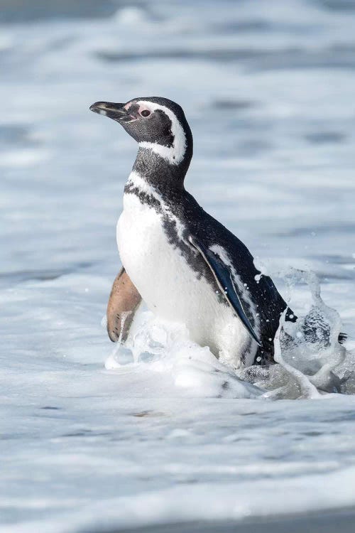 Magellanic Penguin, Falkland Islands.