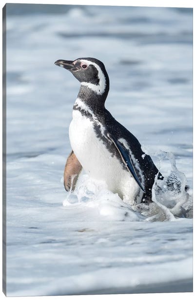 Magellanic Penguin, Falkland Islands. Canvas Art Print - Martin Zwick