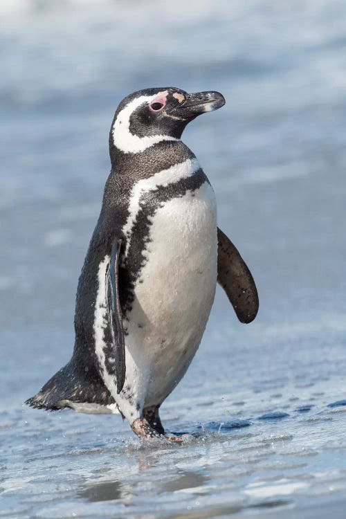 Magellanic Penguin, Falkland Islands.