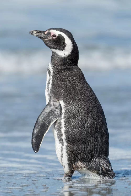 Magellanic Penguin, Falkland Islands.