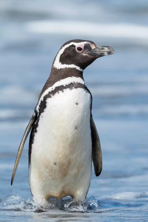 Magellanic Penguin, Falkland Islands.