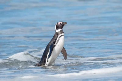 Magellanic Penguin, Falkland Islands. by Martin Zwick art print