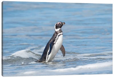 Magellanic Penguin, Falkland Islands. Canvas Art Print
