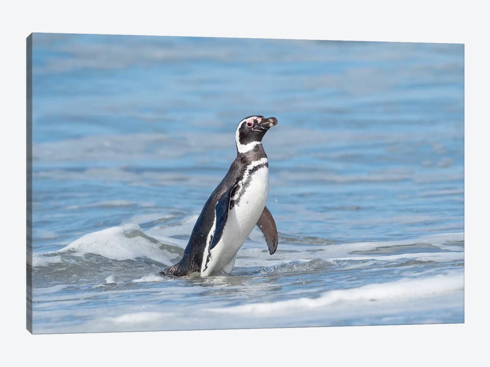 Magellanic Penguin, Falkland Islands. by Martin Zwick 1-piece Art Print