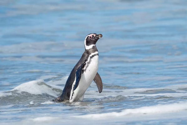 Penguins: Magellanic Penguin, Falkland Islands. by Martin Zwick