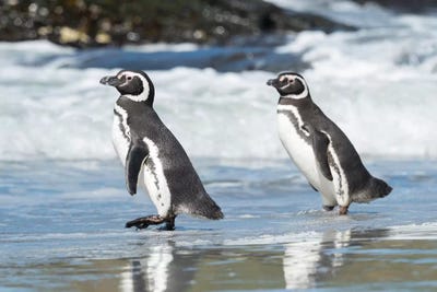 Magellanic Penguin, Falkland Islands. by Martin Zwick canvas print