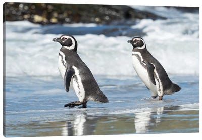 Magellanic Penguin, Falkland Islands. Canvas Art Print - Penguin Art