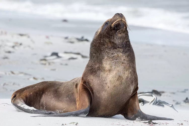 Young South American Sea Lion Bull On Sandy Beach, Falkland Islands.