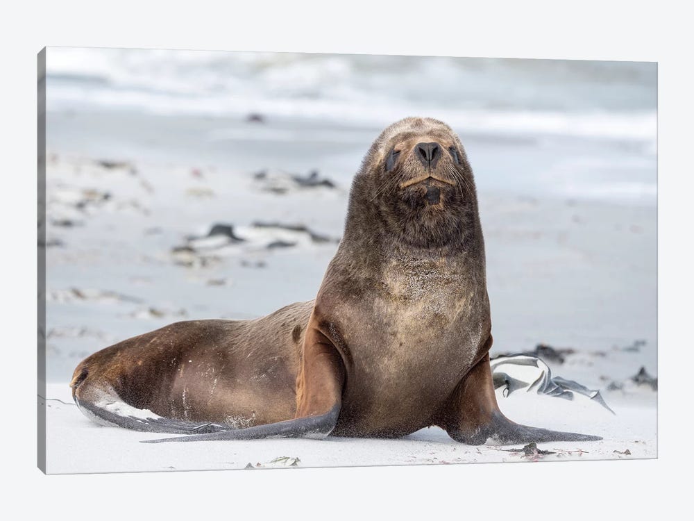 Young South American Sea Lion Bull On Sandy Beach. South America, Falkland Islands. by Martin Zwick 1-piece Canvas Artwork