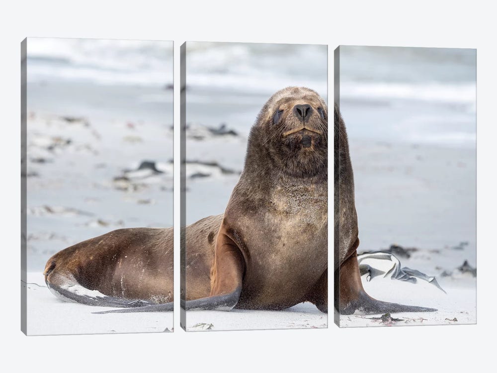Young South American Sea Lion Bull On Sandy Beach. South America, Falkland Islands. by Martin Zwick 3-piece Canvas Wall Art