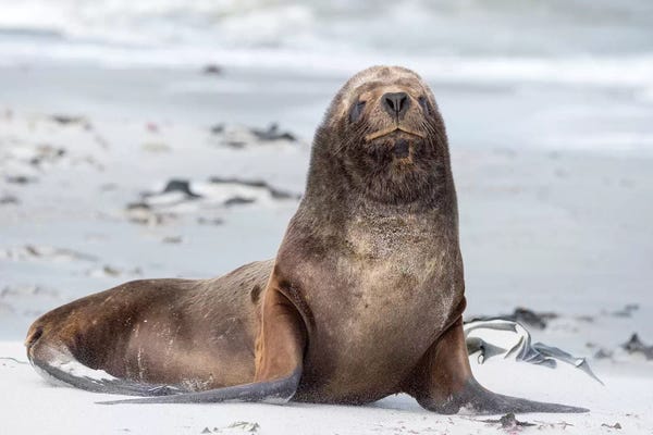 Martin Zwick: Young South American Sea Lion Bull II On Sandy Beach. South America, Falkland Islands. by Martin Zwick