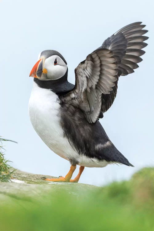 Atlantic Puffin, Mykines, Faroe Islands, Denmark II