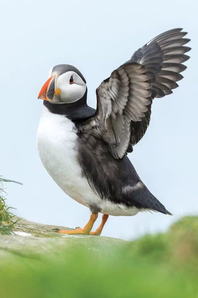 Puffins: Atlantic Puffin II, Mykines, Faroe Islands, Denmark by Martin Zwick