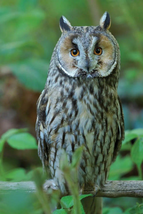 Long-Eared Owl. Enclosure In The Bavarian Forest National Park, Germany, Bavaria