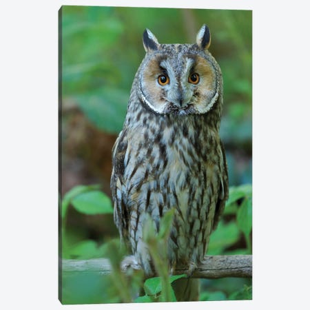 Long-Eared Owl. Enclosure In The Bavarian Forest National Park, Germany, Bavaria Canvas Print #MZW312} by Martin Zwick Canvas Artwork