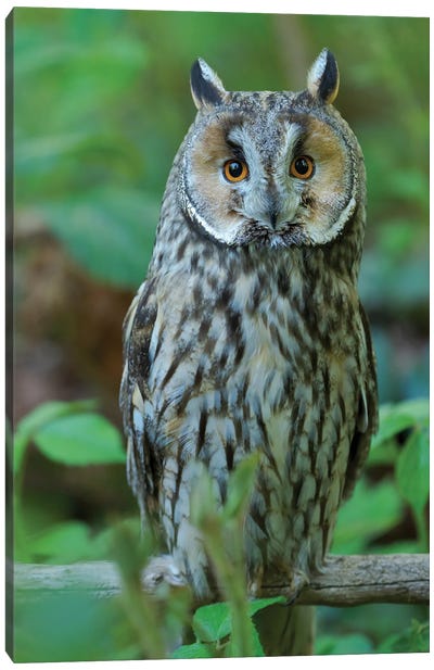 Long-Eared Owl. Enclosure In The Bavarian Forest National Park, Germany, Bavaria Canvas Art Print - Martin Zwick