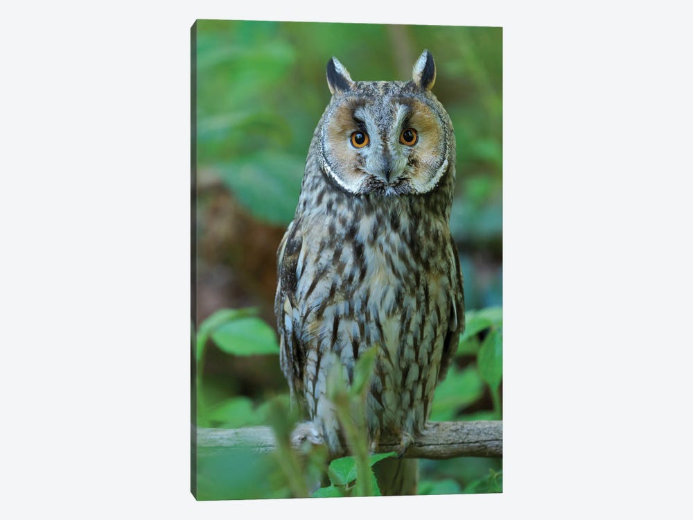 Long-Eared Owl. Enclosure In The Bavarian Forest National Park, Germany, Bavaria by Martin Zwick 1-piece Canvas Art Print