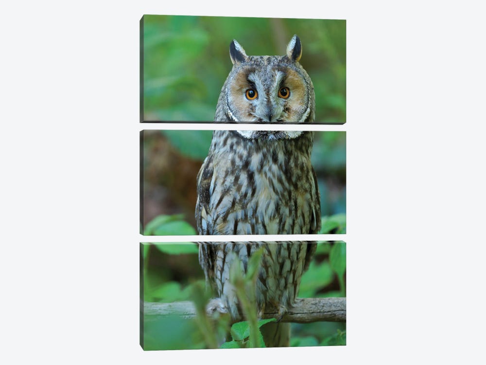 Long-Eared Owl. Enclosure In The Bavarian Forest National Park, Germany, Bavaria by Martin Zwick 3-piece Art Print