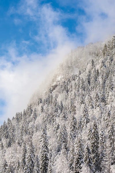 Mountain Forest At Frozen Sylvenstein Reservoir In The Isar Valley Of Karwendel Mountain Range During Winter. Germany, Bavaria.