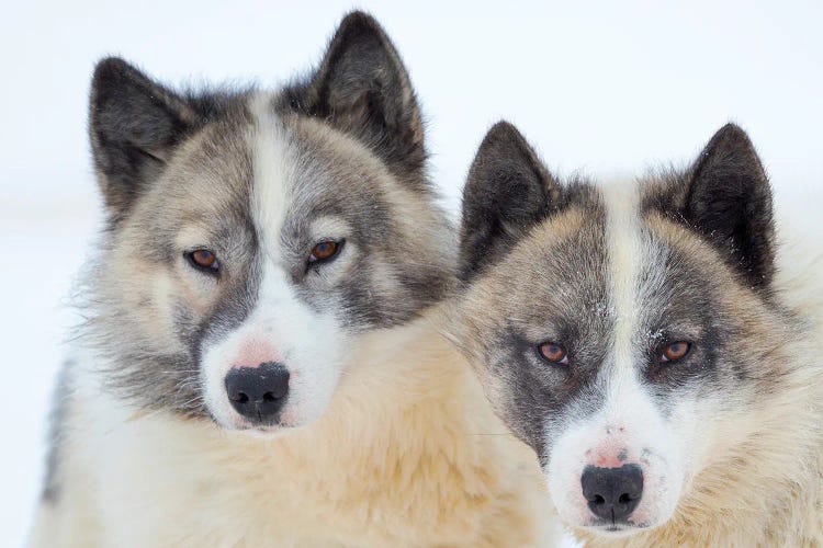 Sled Dogs On Sea Ice During Winter In Northern West Greenland Beyond The Arctic Circle. Greenland, Danish Territory I