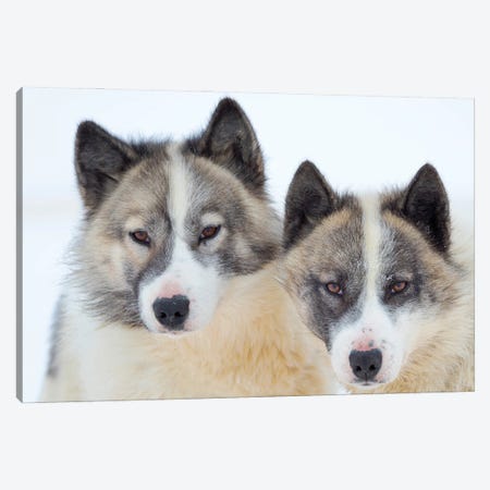 Sled Dogs On Sea Ice During Winter In Northern West Greenland Beyond The Arctic Circle. Greenland, Danish Territory I Canvas Print #MZW314} by Martin Zwick Canvas Art Print