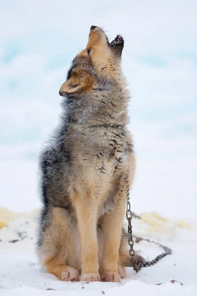 Sled Dogs On Sea Ice During Winter In Northern West Greenland Beyond The Arctic Circle. Greenland, Danish Territory II by Martin Zwick art print