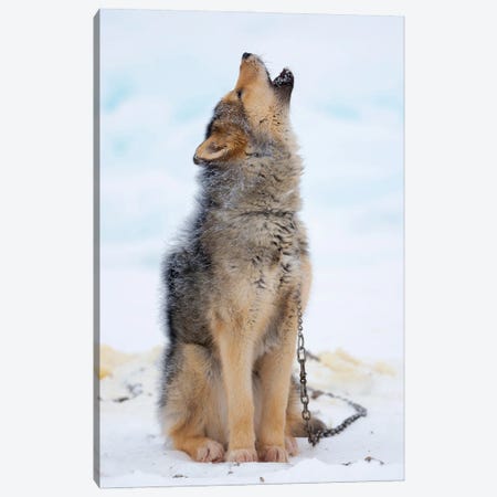 Sled Dogs On Sea Ice During Winter In Northern West Greenland Beyond The Arctic Circle. Greenland, Danish Territory II Canvas Print #MZW315} by Martin Zwick Canvas Print