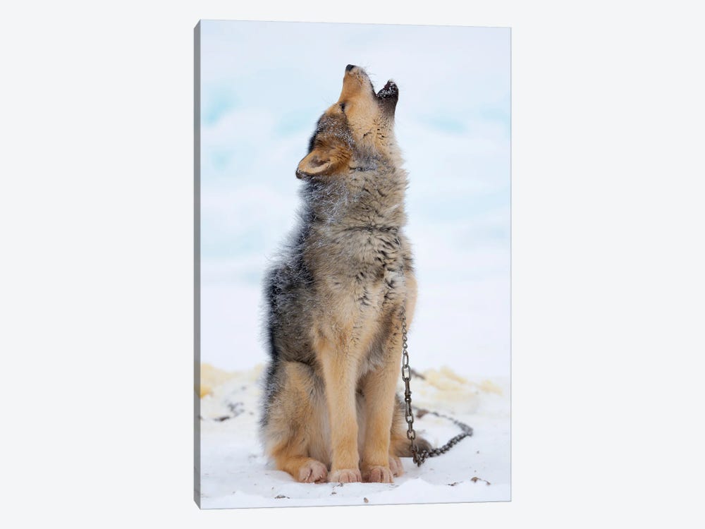 Sled Dogs On Sea Ice During Winter In Northern West Greenland Beyond The Arctic Circle. Greenland, Danish Territory II by Martin Zwick 1-piece Canvas Artwork