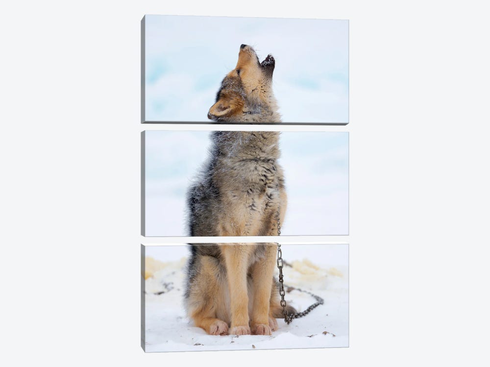 Sled Dogs On Sea Ice During Winter In Northern West Greenland Beyond The Arctic Circle. Greenland, Danish Territory II by Martin Zwick 3-piece Canvas Artwork