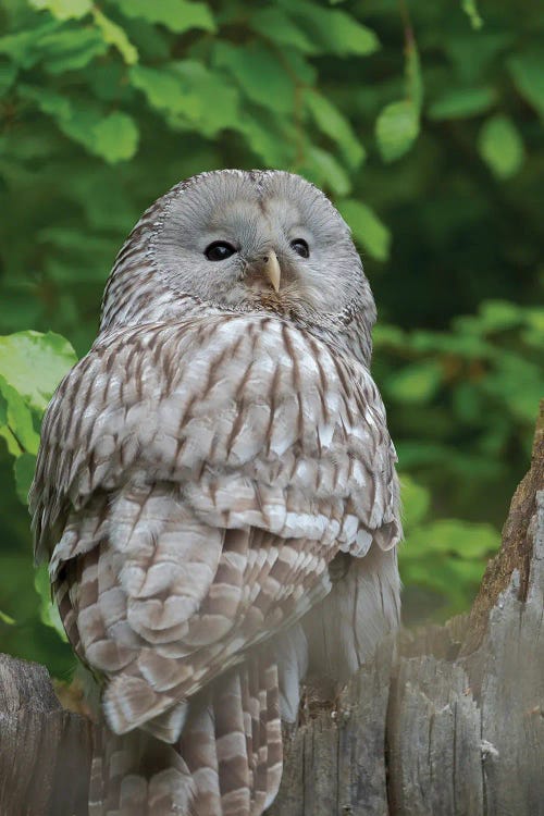 Ural Owl. Adult At Entrance Of Nest In Hole Of A Tree. Enclosure In The Bavarian Forest National Park, Germany, Bavaria