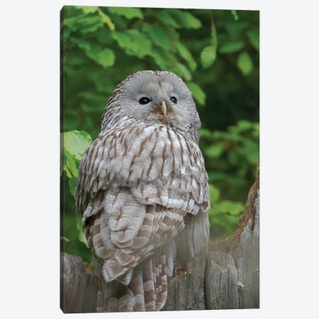 Ural Owl. Adult At Entrance Of Nest In Hole Of A Tree. Enclosure In The Bavarian Forest National Park, Germany, Bavaria Canvas Print #MZW316} by Martin Zwick Canvas Art Print