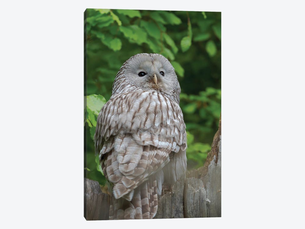 Ural Owl. Adult At Entrance Of Nest In Hole Of A Tree. Enclosure In The Bavarian Forest National Park, Germany, Bavaria by Martin Zwick 1-piece Canvas Art Print