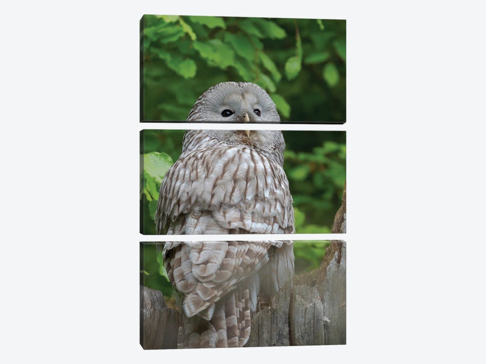 Ural Owl. Adult At Entrance Of Nest In Hole Of A Tree. Enclosure In The Bavarian Forest National Park, Germany, Bavaria by Martin Zwick 3-piece Canvas Print