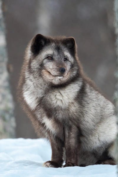 Martin Zwick: Arctic Fox, Blue Morph, In Deep Snow During Winter Europe, Norway, Bardu, Polar Park by Martin Zwick