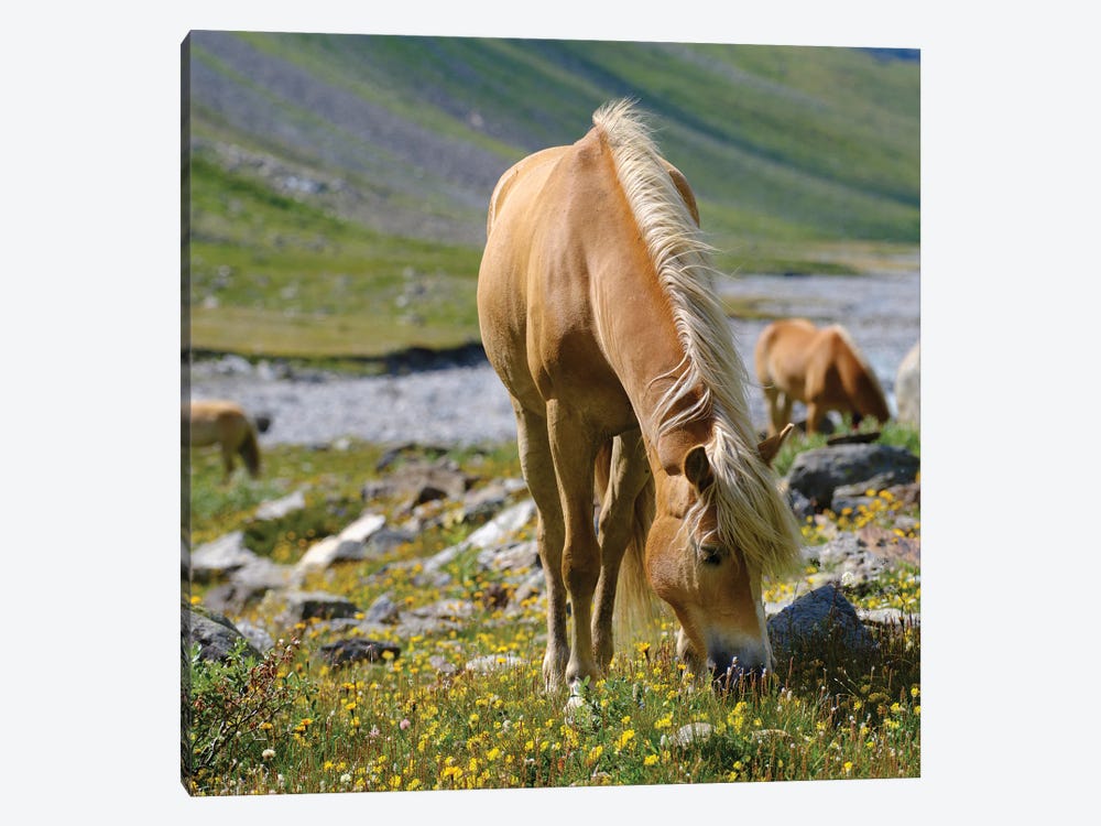 Haflinger Horse On Its Mountain Pasture (Shieling) In The Otztal Alps (Obergurgl, Rotmoostal) Austria, Tyrol II by Martin Zwick 1-piece Canvas Wall Art