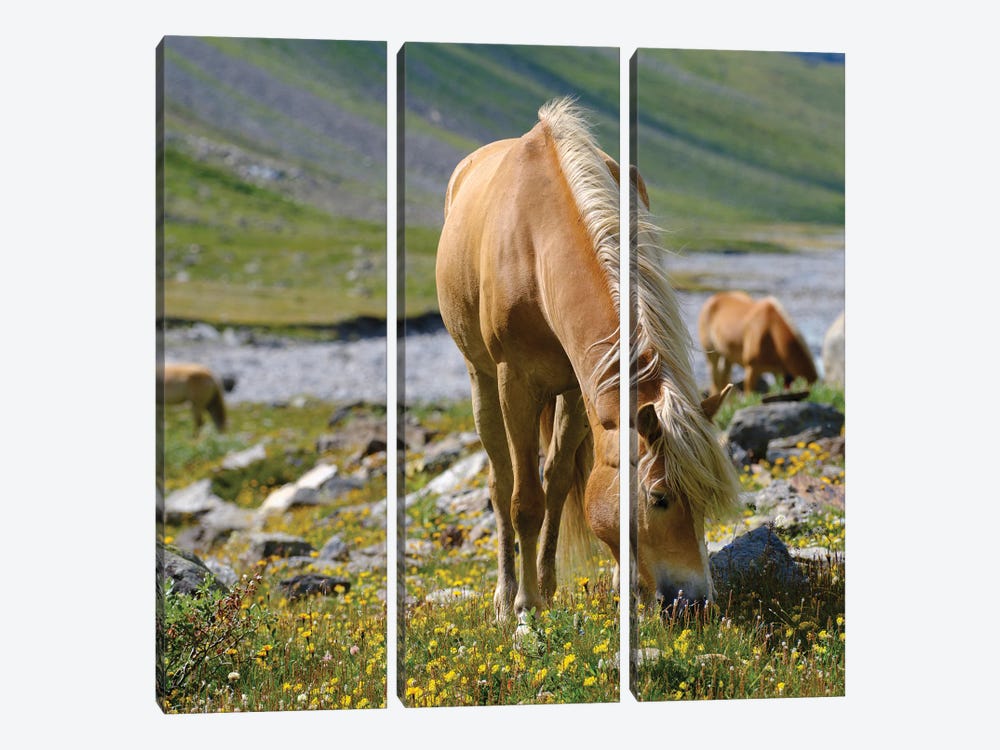 Haflinger Horse On Its Mountain Pasture (Shieling) In The Otztal Alps (Obergurgl, Rotmoostal) Austria, Tyrol II by Martin Zwick 3-piece Canvas Wall Art