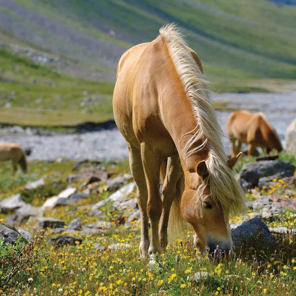Martin Zwick: Haflinger Horse On Its Mountain Pasture (Shieling) In The Otztal Alps (Obergurgl, Rotmoostal) Austria, Tyrol II by Martin Zwick