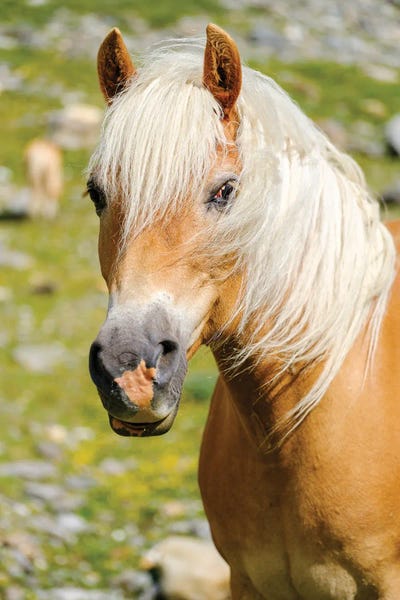 Martin Zwick: Haflinger Horse On Its Mountain Pasture (Shieling) In The Otztal Alps (Obergurgl, Rotmoostal) Austria, Tyrol III by Martin Zwick